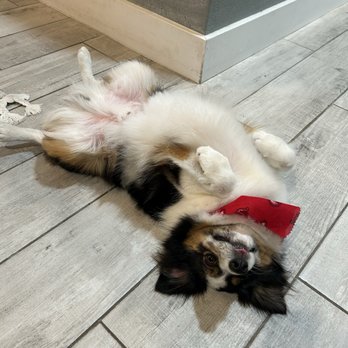 Canine Coiffures - Pet Groomers Near Me - Phoenix, Arizona