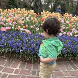 Flowers and toddler