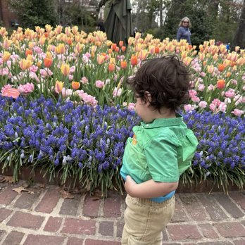 Dixon Gallery & Gardens - Flowers and toddler - Museums Near Me - Memphis, Tennessee