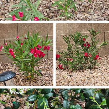 Landscape Design - New plants by Brandon thus spring growing and thriving. - Lawn Services Near Me Landscape Design - New plants by Brandon thus spring growing and thriving. - Lawn Services Near Me