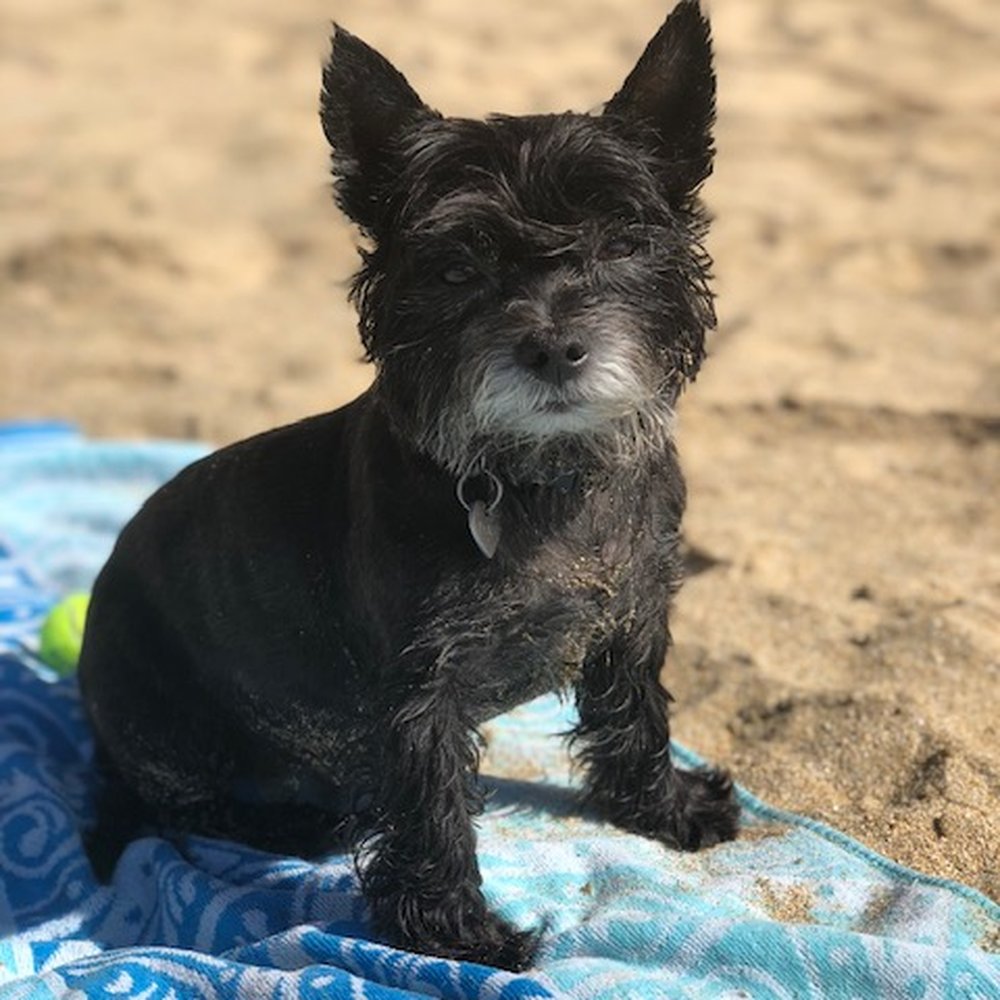 Wags Paws & Heart - Life's A Beach! - Dog Walkers Near Me Wags Paws & Heart - Life's A Beach! - Dog Walkers Near Me
