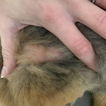 Just Grooming - clipper burn - Pet Groomers Near Me - Highwood, Illinois