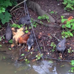 Choderwood - Some of the Choderwood chickens getting a drink at the river's edge.