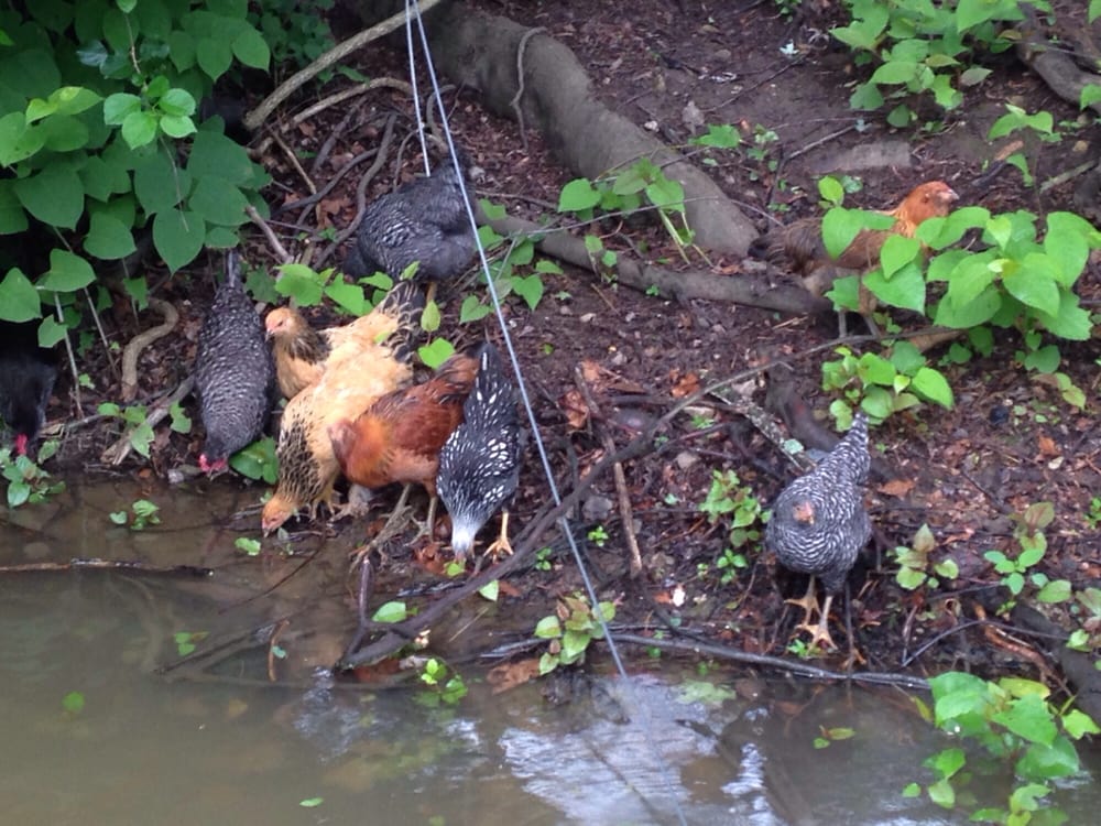 Choderwood - wedding in Pittsburgh, PA