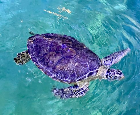 Clearwater Marine Aquarium by null