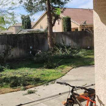 Travis Tree Service - Redwood tree removal - Tree Services Near Me - Fresno, California