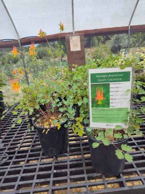 The Arboretum at Flagstaff by null