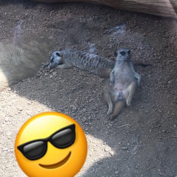 Indianapolis Zoo - Can't get much more chill than a Meerkat. - Zoos Near Me - Indianapolis, Indiana Indianapolis Zoo - Can't get much more chill than a Meerkat. - Zoos Near Me - Indianapolis, Indiana