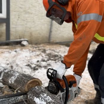 DLC Services - Tree Removal - Tree Services Near Me DLC Services - Tree Removal - Tree Services Near Me