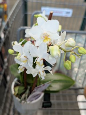 Whole Foods Market by null