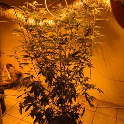 Maine Cannabis Exchange Recreational