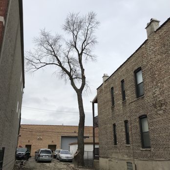 Jose's Tree Service - Jose and his team were not deterred by cars on the vacant lot. The city trimmed the tree to demolish an abandoned building. - Tree Services Near Me Jose's Tree Service - Jose and his team were not deterred by cars on the vacant lot. The city trimmed the tree to demolish an abandoned building. - Tree Services Near Me