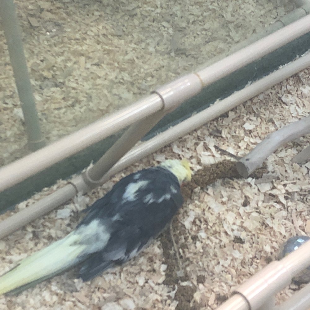 Friendly Pets - A cockatiel at death's door - Pet Stores Near Me - Greensboro, North Carolina Friendly Pets - A cockatiel at death's door - Pet Stores Near Me - Greensboro, North Carolina
