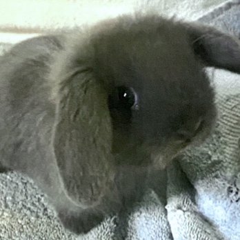 Kokopelli Kits - May 2022 - Pet Breeders Near Me Kokopelli Kits - May 2022 - Pet Breeders Near Me