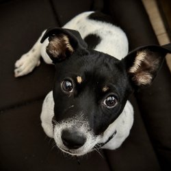 Paw Commons Pet Resort - Encinitas