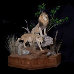 Brush Country Studios - African lion Custom Mount