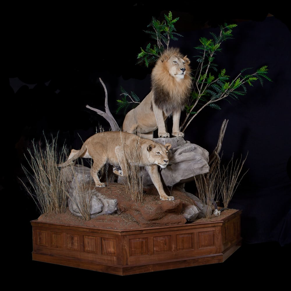 Brush Country Studios - taxidermy in Cypress, TX