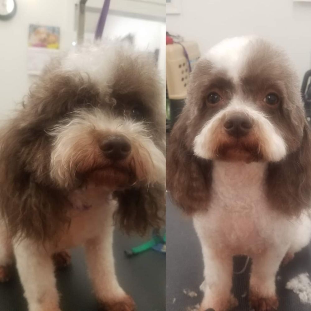 THE BARKING LOT Updated September 2024 66 Photos & 72 Reviews 606