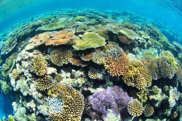 Passions of Paradise - Great Barrier Reef Tours Cairns by null