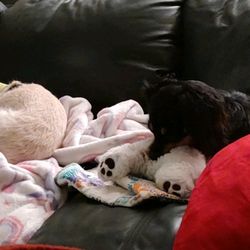 Your Puppy My Pad - Yordie hanging out with his new friend