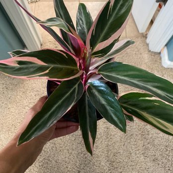 Orchard Nursery - Calathea - Nurseries & Gardening Near Me - Lafayette, California Orchard Nursery - Calathea - Nurseries & Gardening Near Me - Lafayette, California