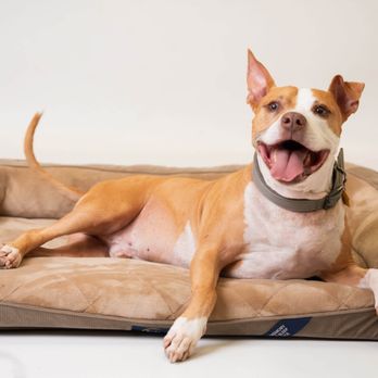 Animal Love Central - Tyler is a keeper. He's as happy as they come. - Pet Sitting Near Me Animal Love Central - Tyler is a keeper. He's as happy as they come. - Pet Sitting Near Me