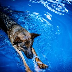 Doggieland Play Park Aquatics