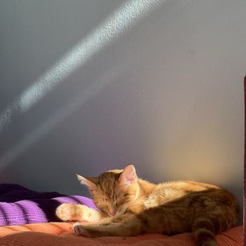 Fancy Cat Cafe - Coffee & Tea Near Me - Southaven, Mississippi