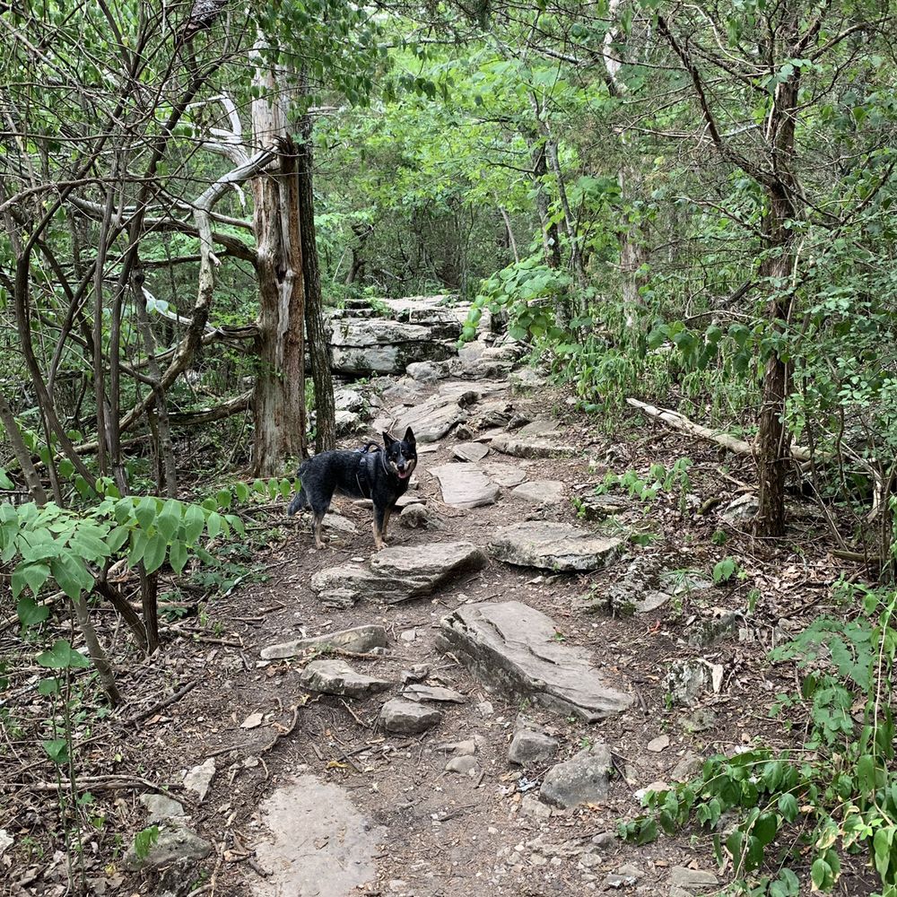 Monte Sano State Park - Beautiful mountain and nice dog good time - Parks Near Me - Huntsville, Alabama Monte Sano State Park - Beautiful mountain and nice dog good time - Parks Near Me - Huntsville, Alabama