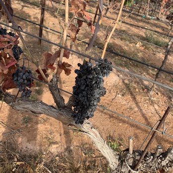 Wilhelm Family Vineyards - Grapes ! - Wineries Near Me - Elgin, Arizona Wilhelm Family Vineyards - Grapes ! - Wineries Near Me - Elgin, Arizona