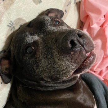Eclipse Specialty and Emergency Pet Care - Girlie girl - Emergency Pet Hospital Near Me - Whippany, New Jersey