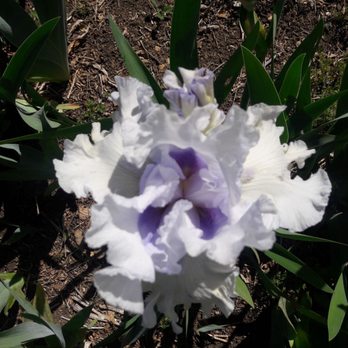 Nola's Iris Garden - Nurseries & Gardening Near Me - San Jose, California