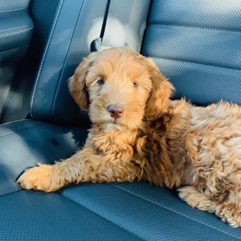 Wine Country Labradoodles - Drive home. (She was so good through the whole ride home) - Pet Breeders Near Me