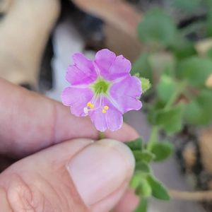 Santa Ynez Falls - Topanga State Park on Yelp