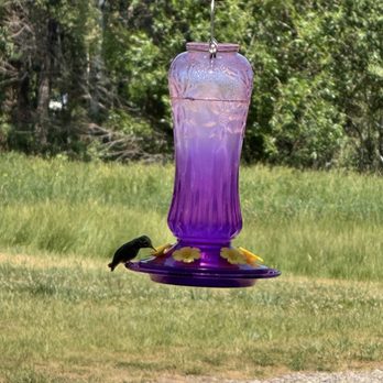 Red Canyon Lodge - Hummingbirds - Resorts Near Me - Dutch John, Utah Red Canyon Lodge - Hummingbirds - Resorts Near Me - Dutch John, Utah