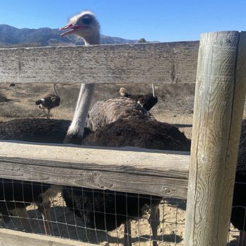 Ostrichland USA - Attraction Farms Near Me - Solvang, California Ostrichland USA - Attraction Farms Near Me - Solvang, California