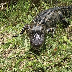 Marathon - Baby alligators out back