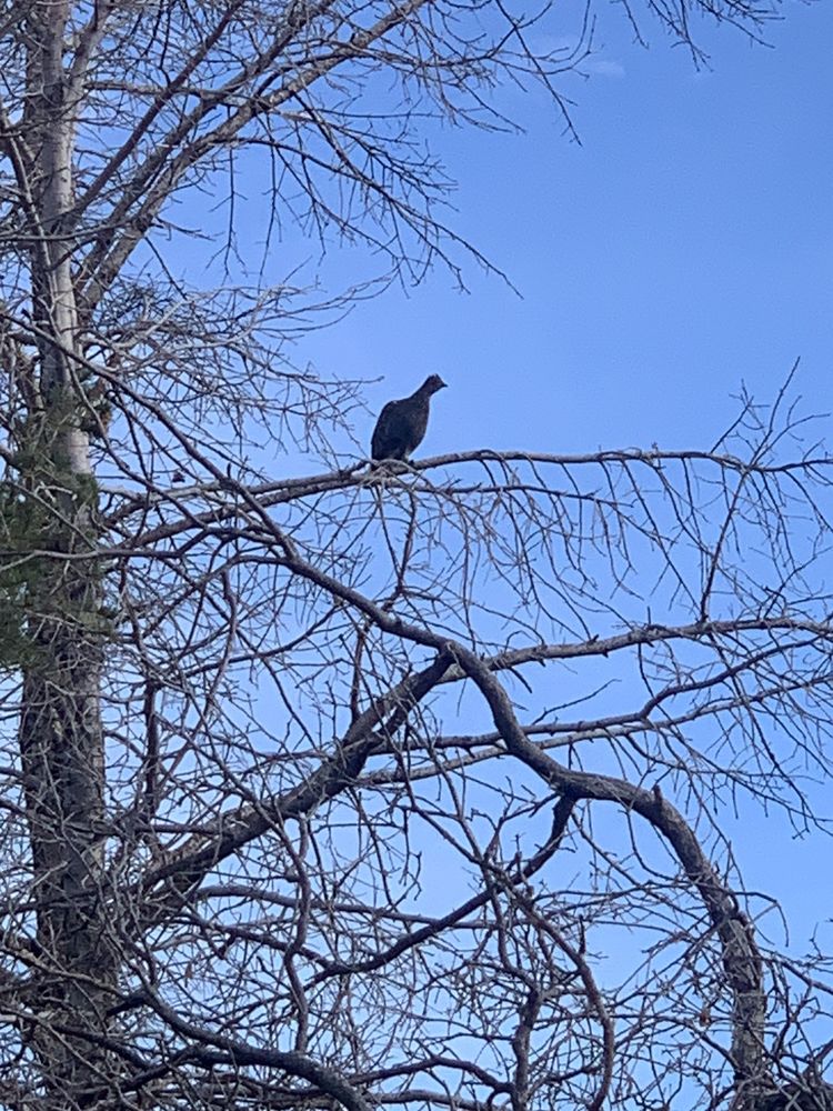 HIGH LONESOME RANCH Updated August 2024 0275 County Rd 222, De