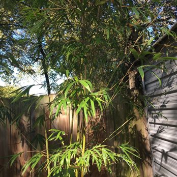 Bamboo Your Privacy - Nurseries & Gardening Near Me - Austin, Texas