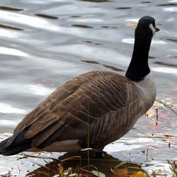 Daley's Pond & Recreation Area