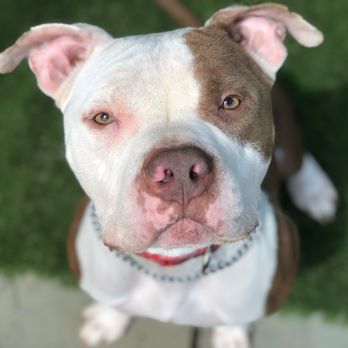 Empire State K9 Services - Rascal is unique. Anyone interested in adopting plz contact me..A very special boy.. - Pet Training Near Me - Newtown, Connecticut Empire State K9 Services - Rascal is unique. Anyone interested in adopting plz contact me..A very special boy.. - Pet Training Near Me - Newtown, Connecticut