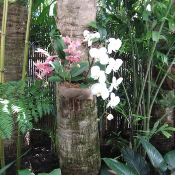 Perfectly Planted - We can help you attach your orchids on trees! - Gardeners Near Me