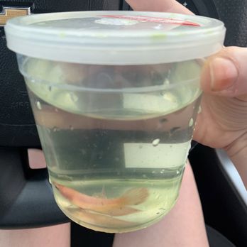 PetSmart - Female beta in algae water - Pet Training Near Me - Chesapeake, Virginia PetSmart - Female beta in algae water - Pet Training Near Me - Chesapeake, Virginia