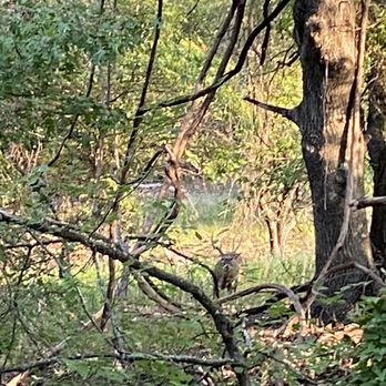 Eagle Mountain Park - Buck - Hiking Near Me - Fort Worth, Texas