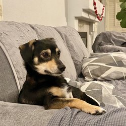 Pampered Pooch Spa & Bowtique - Mr. Moe