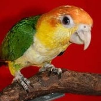 Adventures In Birds - Photo from site - Bird Shops Near Me - Houston, Texas Adventures In Birds - Photo from site - Bird Shops Near Me - Houston, Texas