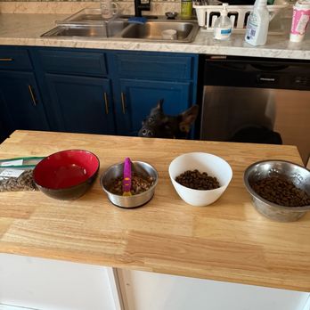 Wise Wags - Pet Sitting Near Me Wise Wags - Pet Sitting Near Me