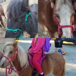 Rein in style - Mini tack custom made