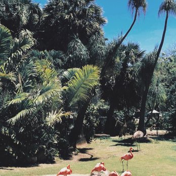 Honolulu Zoo - Flamingos looking regal af - Zoos Near Me - Honolulu, Hawaii