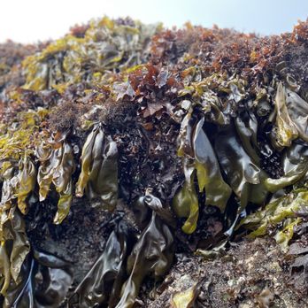 MacKerricher State Park - Parks Near Me - Fort Bragg, California